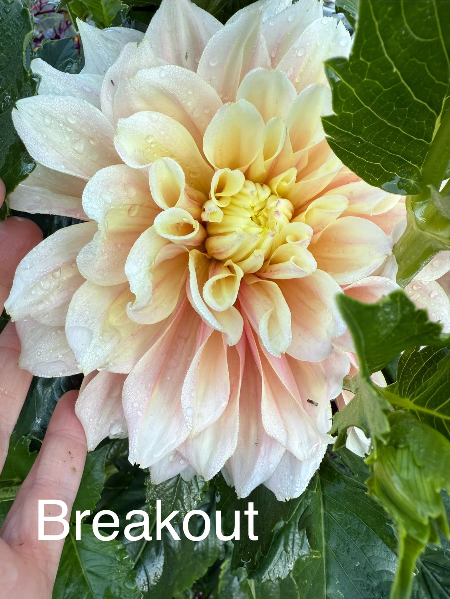 Breakout dahlia
