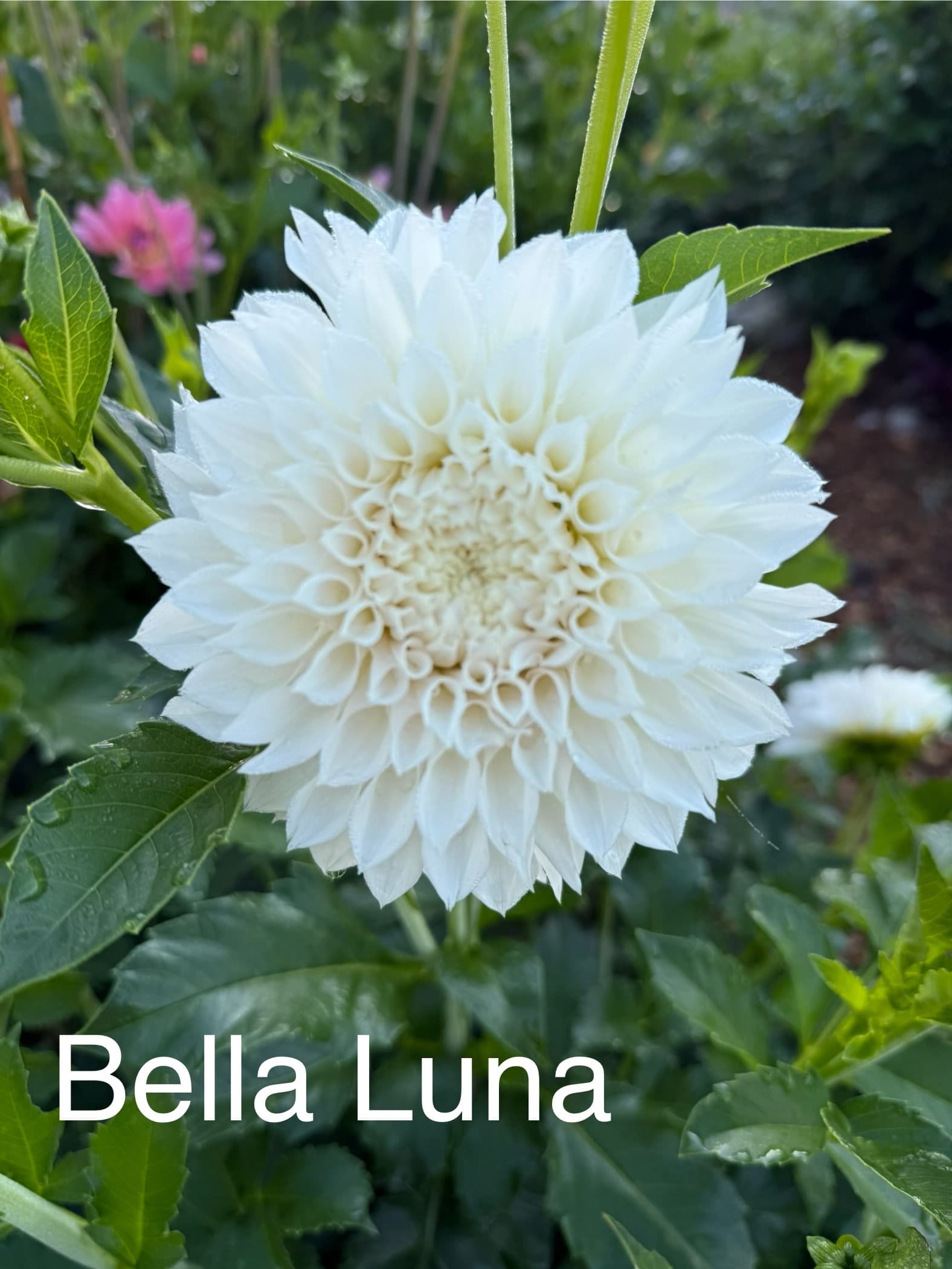 KA's® Bella Luna dahlia