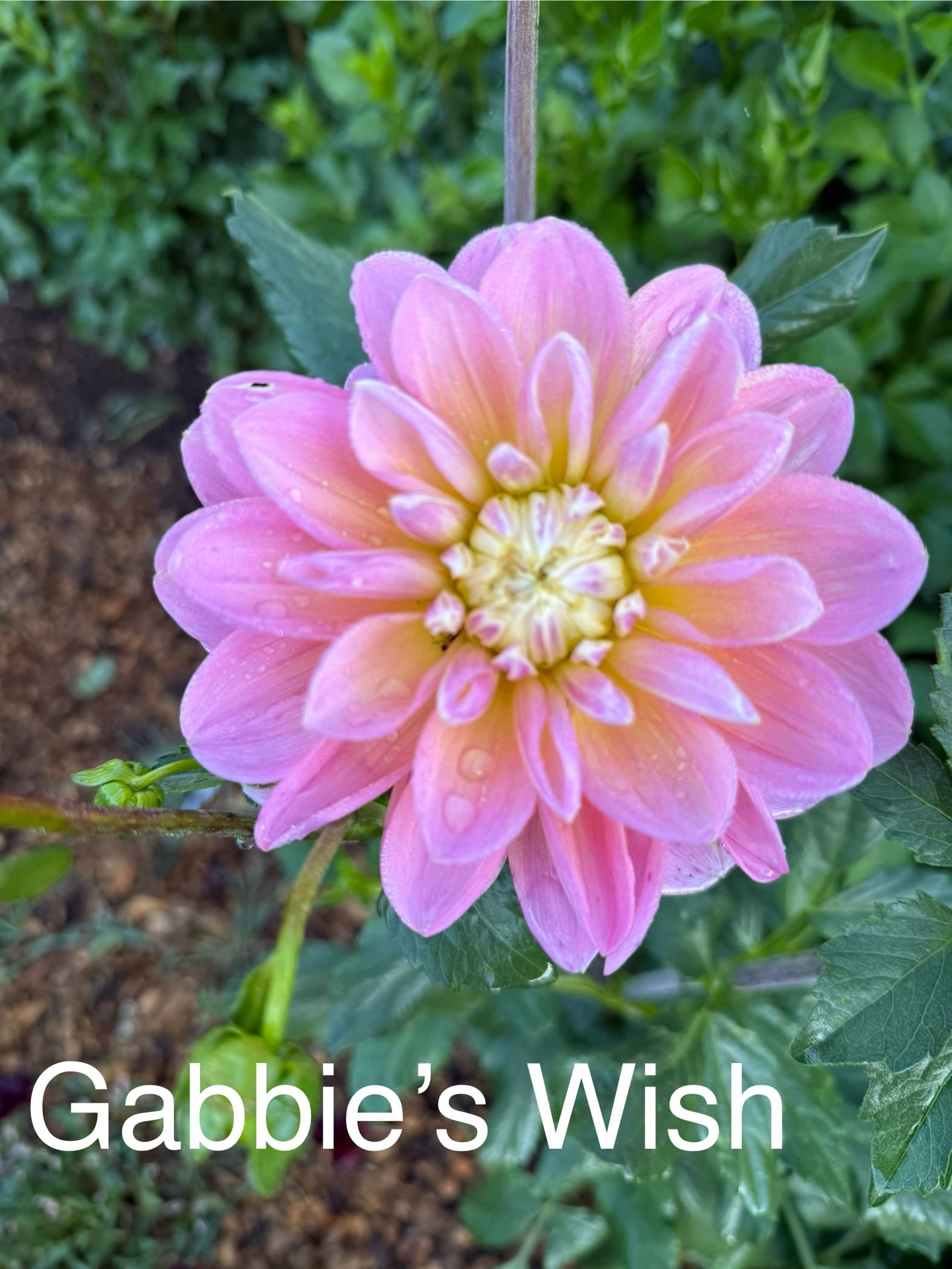 Gabbie's Wish dahlia