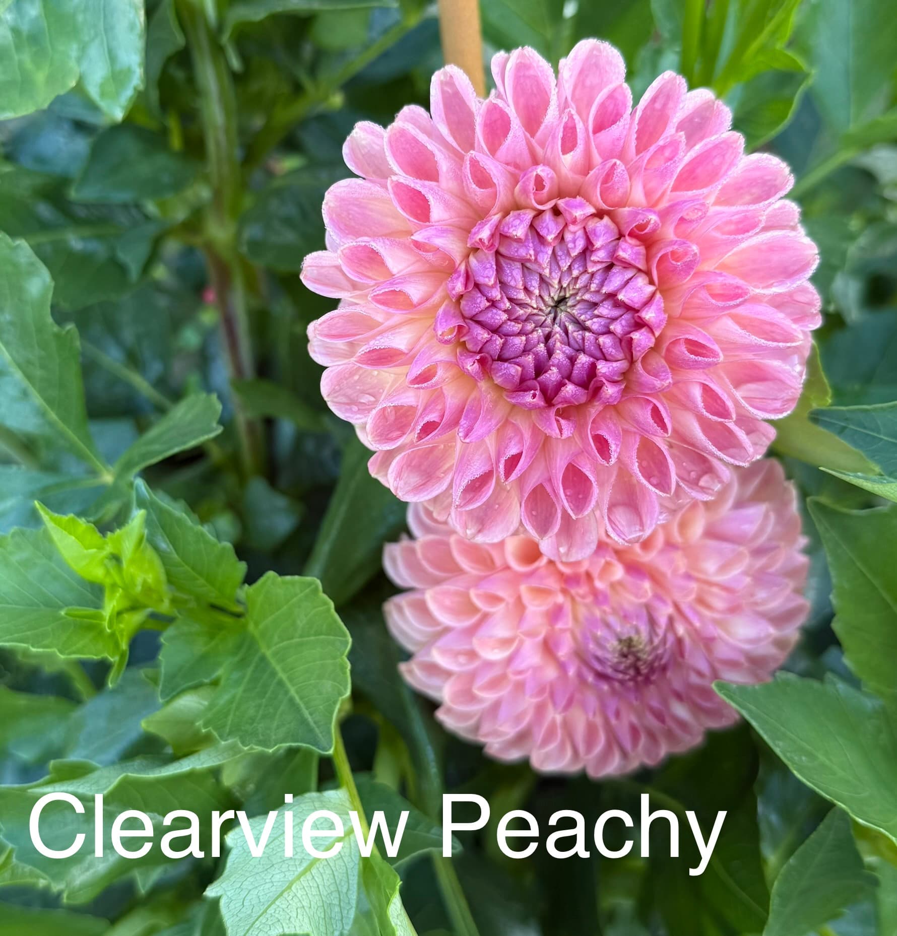 CV Peachy dahlia