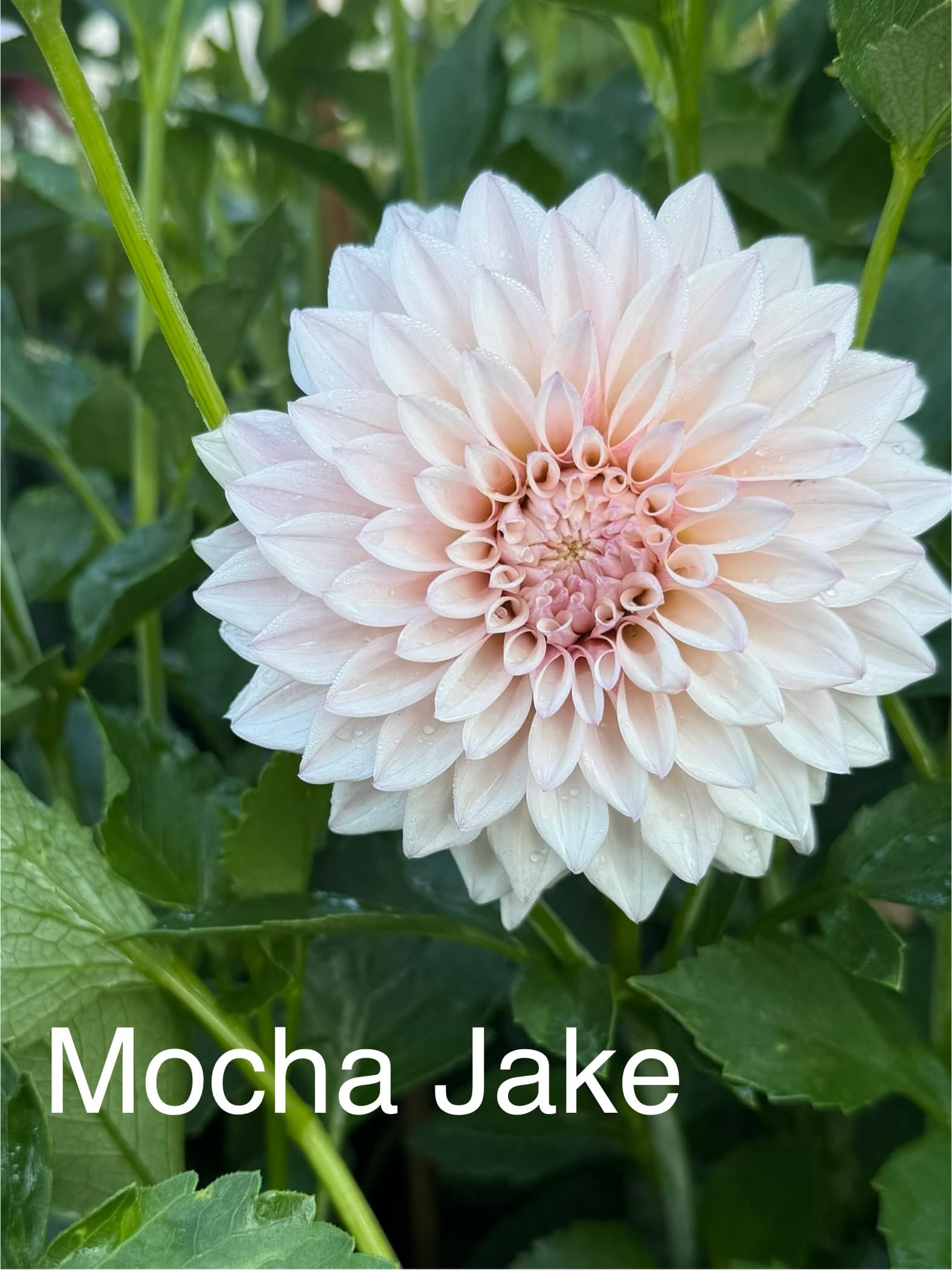 KA's® Mocha Jake dahlia