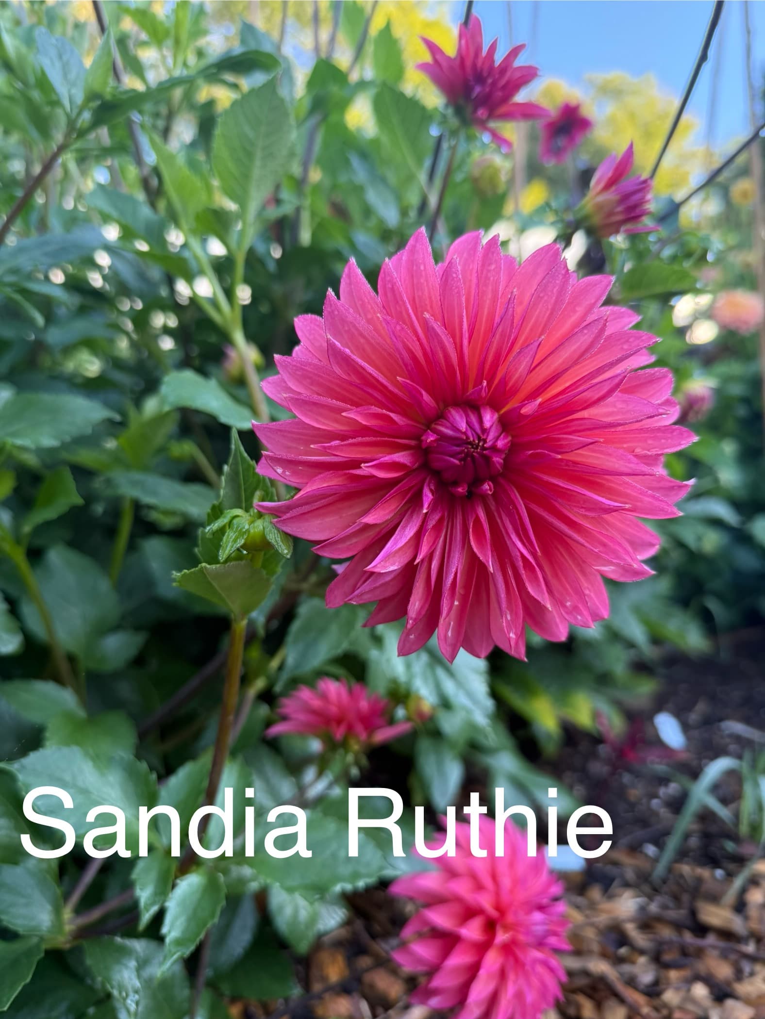 Sandia Ruthie dahlia