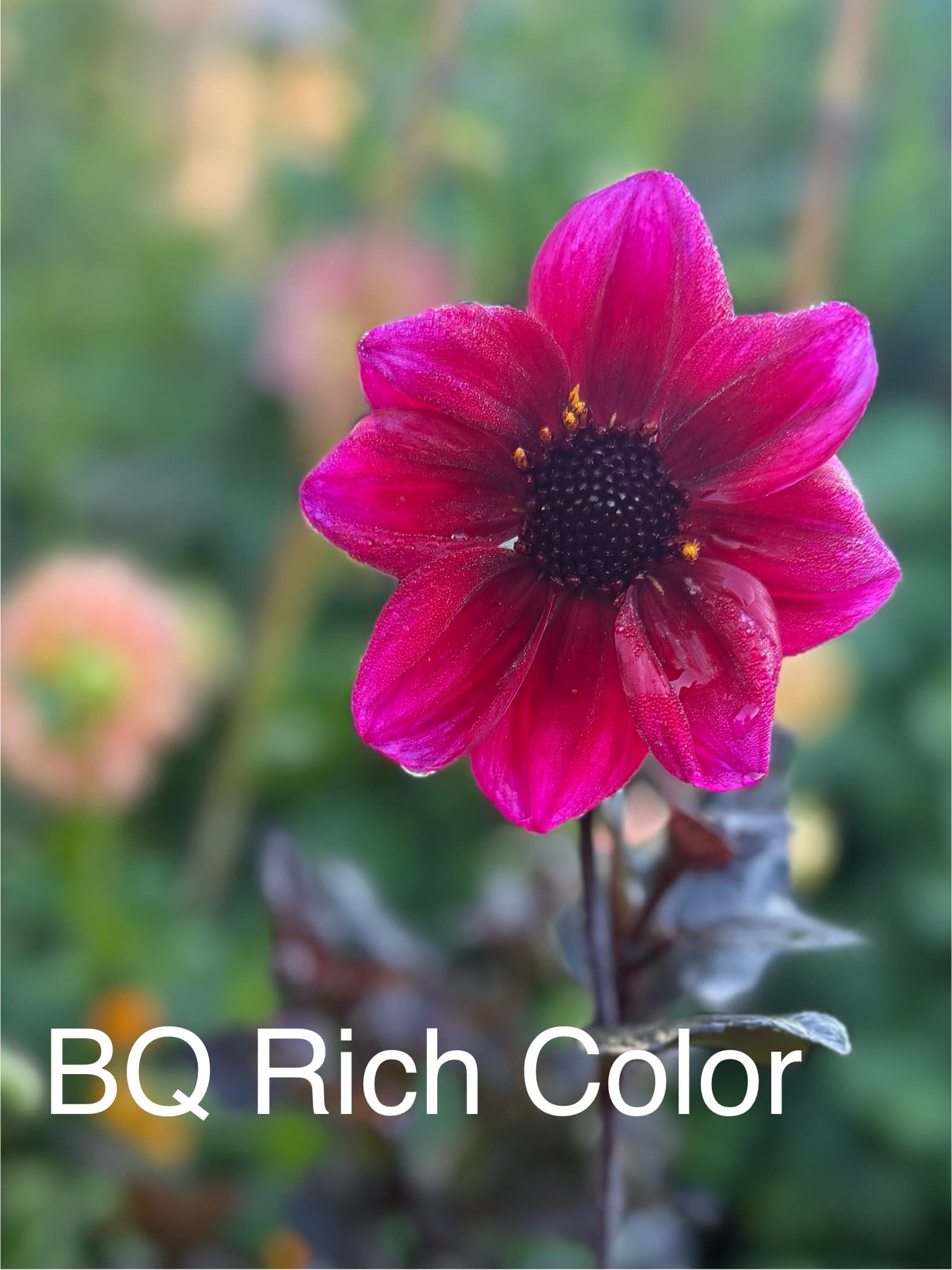 BQ Rich Color dahlia
