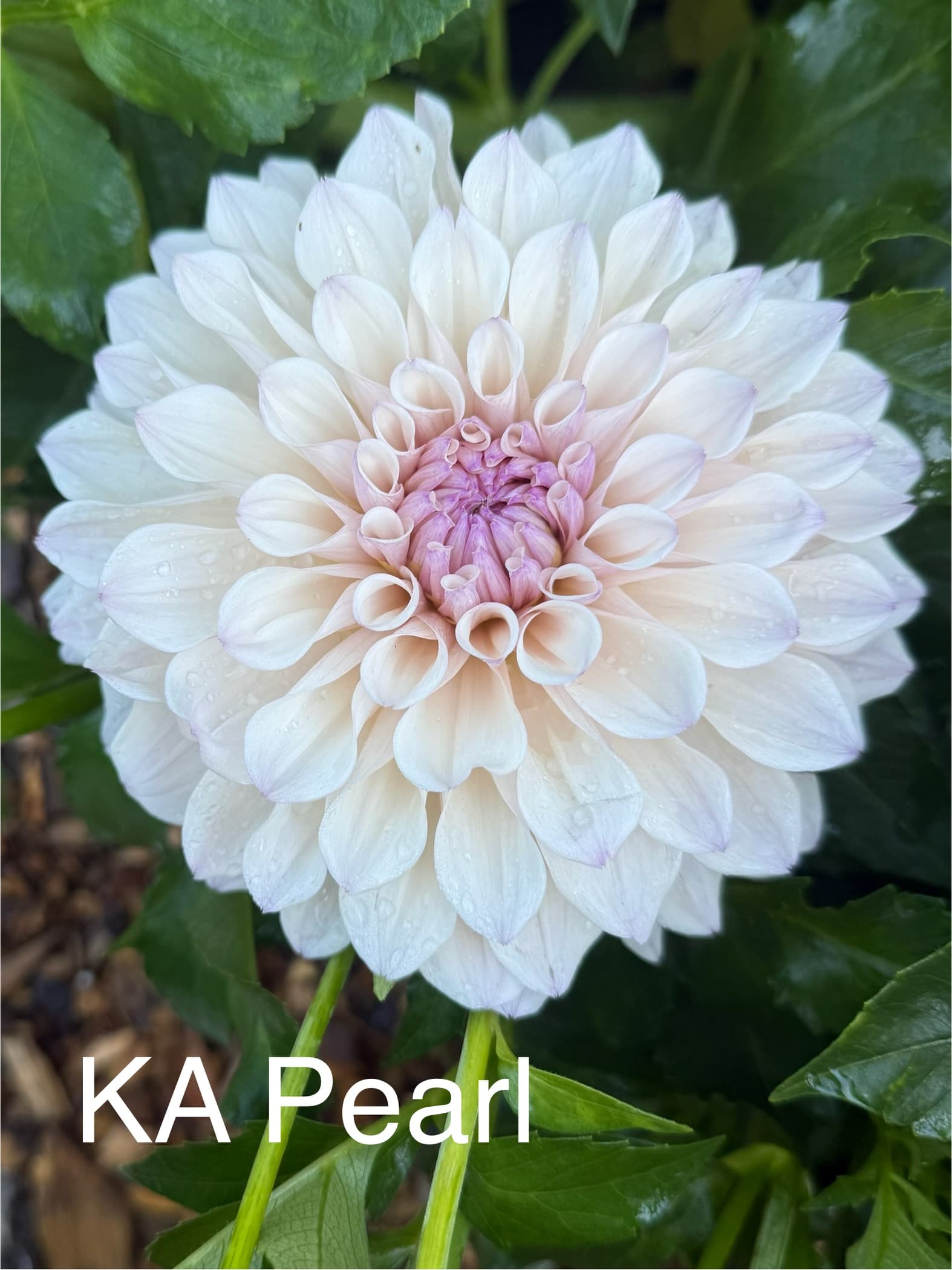 KA's® Pearl dahlia