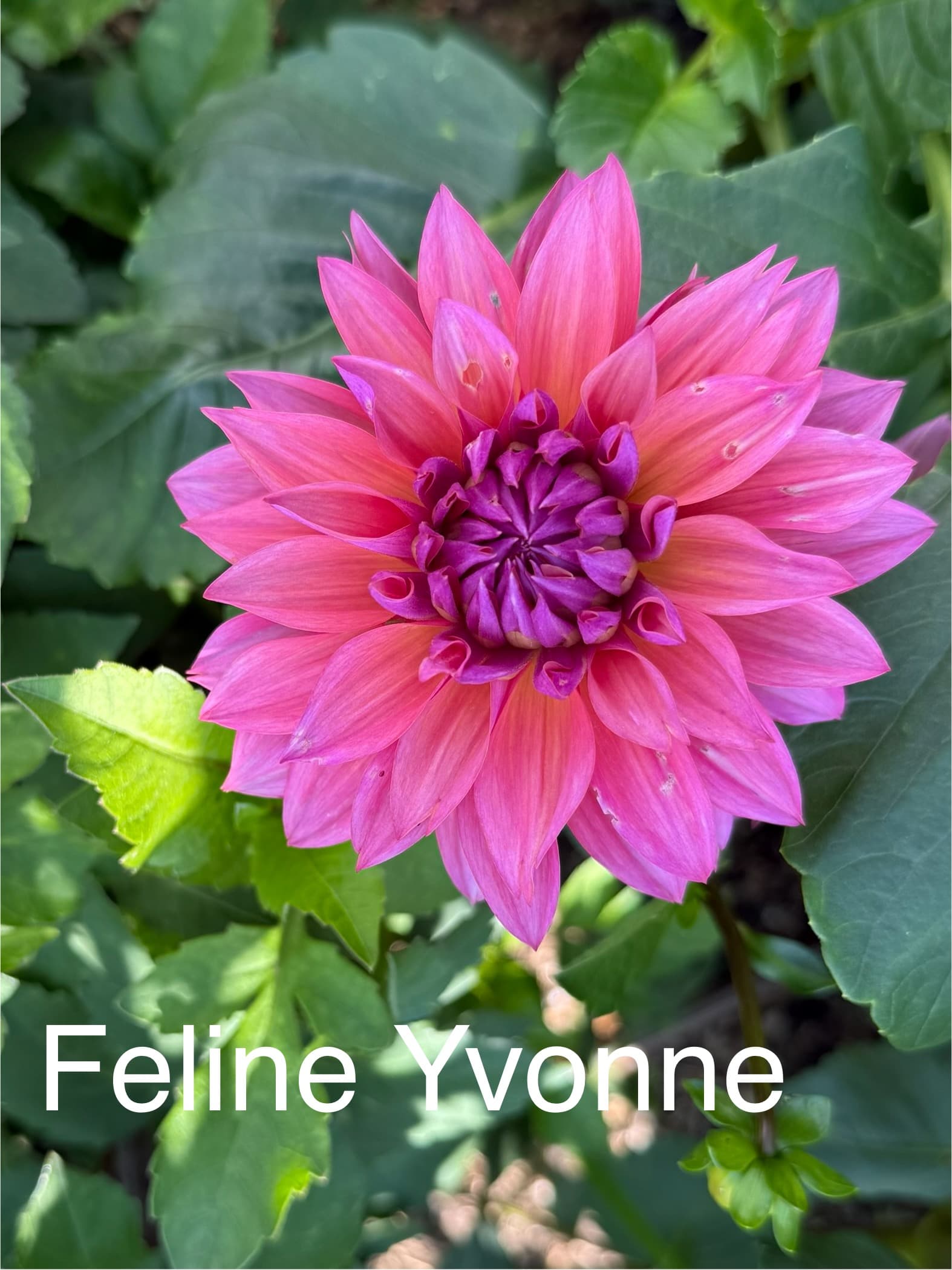 Feline Yvonne dahlia