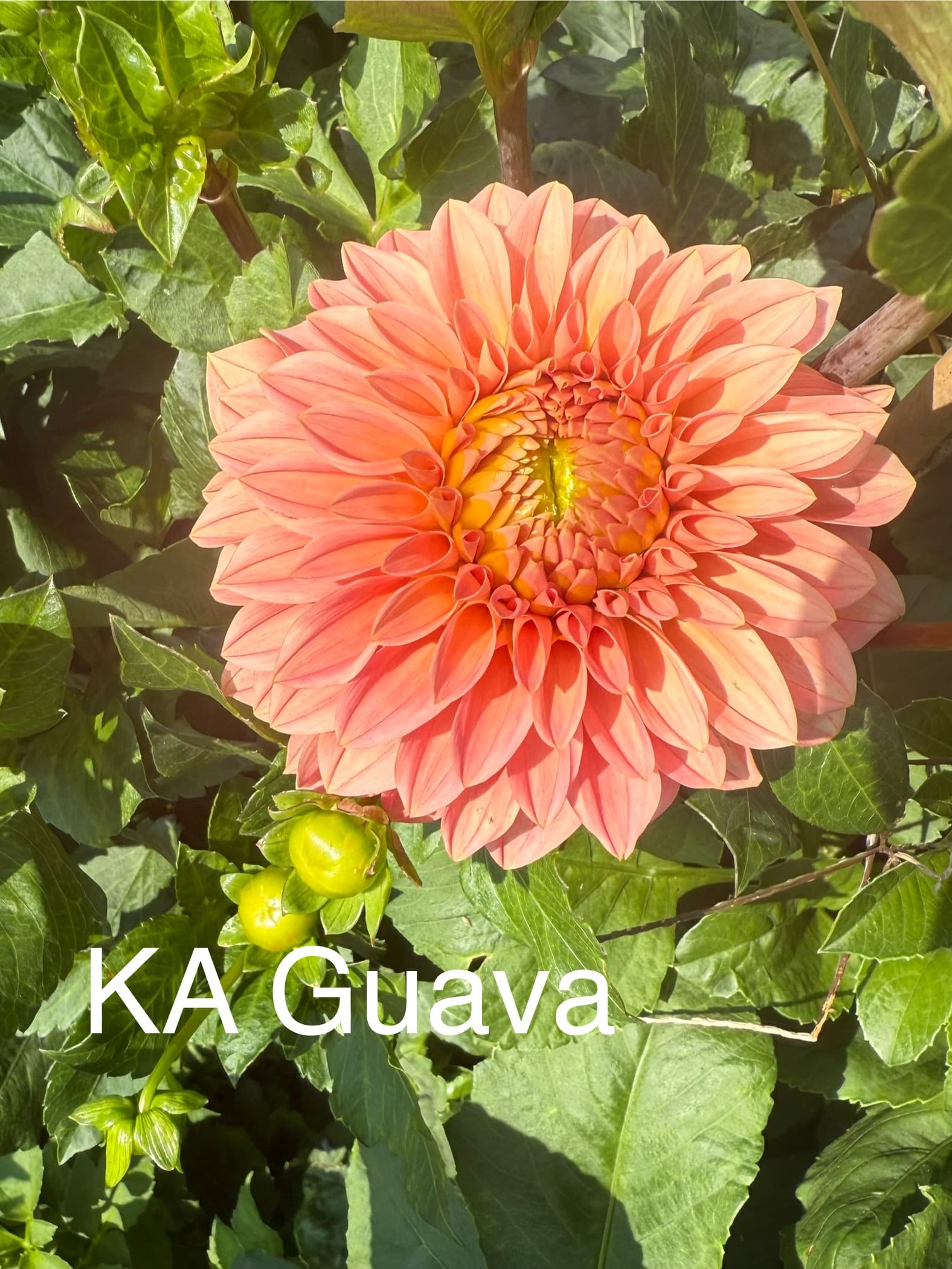 KA's® Guava dahlia