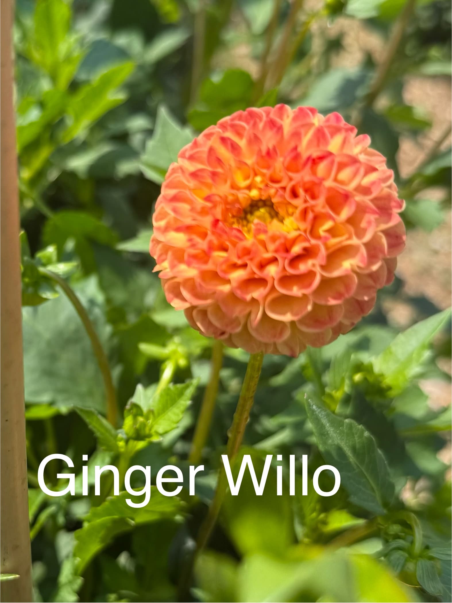 Ginger Willo dahlia