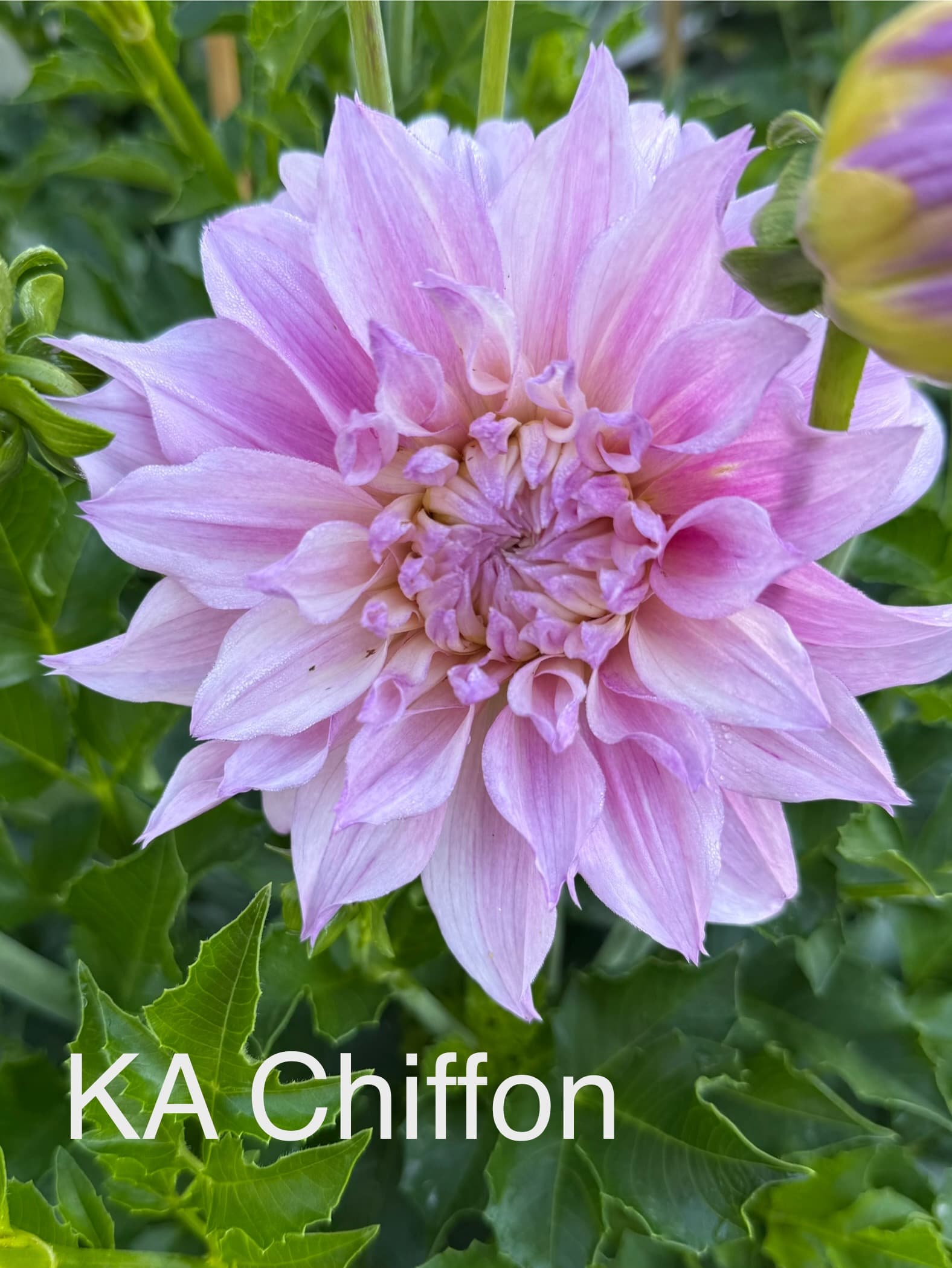KA's® Chiffon dahlia