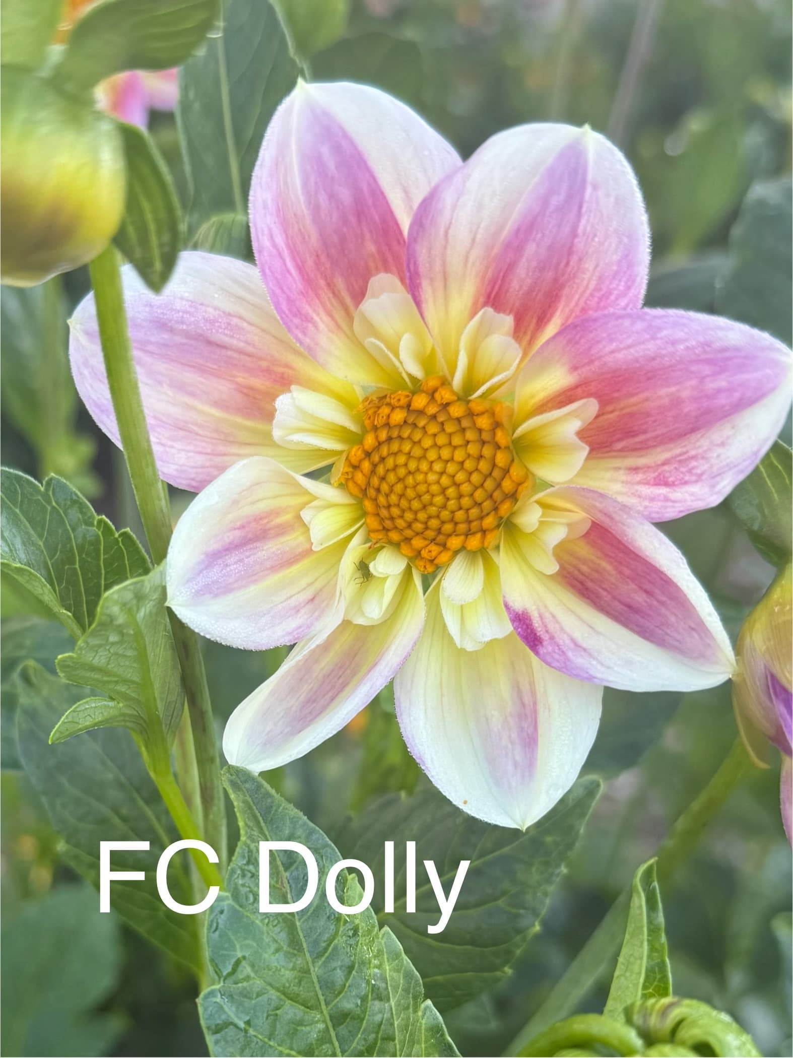 Ferncliff Dolly dahlia