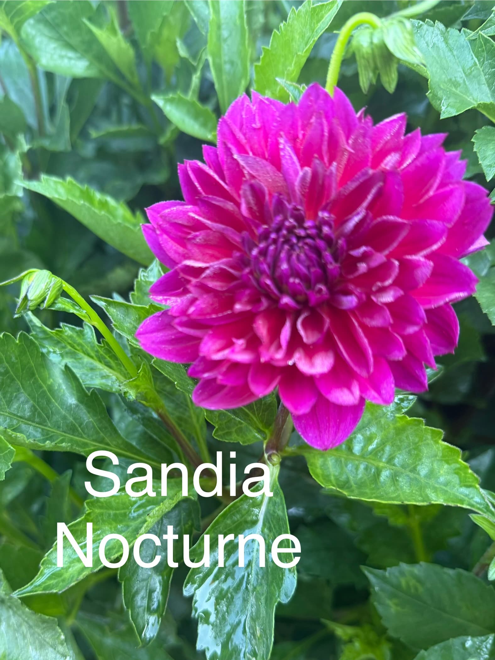 Sandia Nocturne dahlia