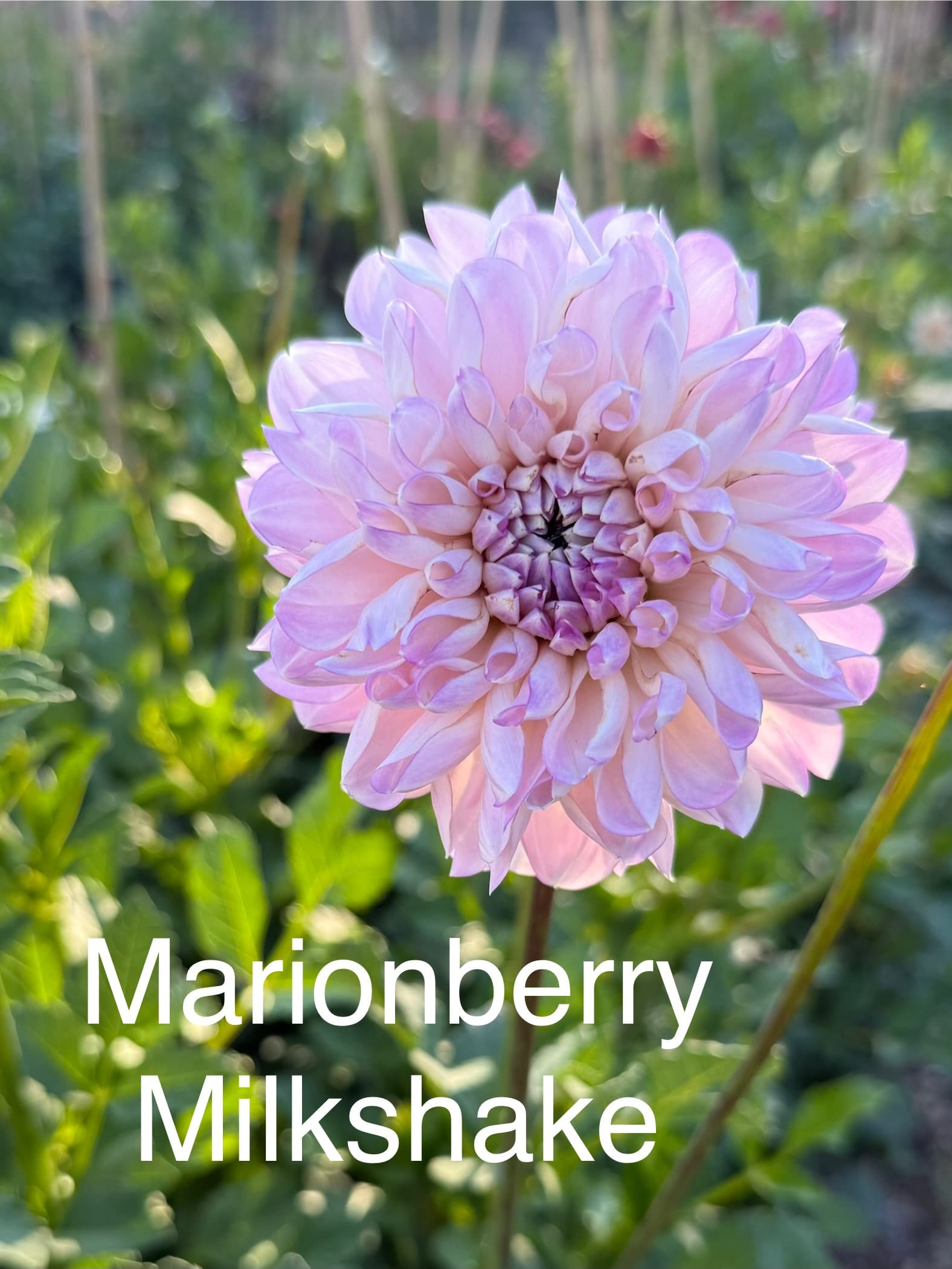 Marionberry Milkshake dahlia