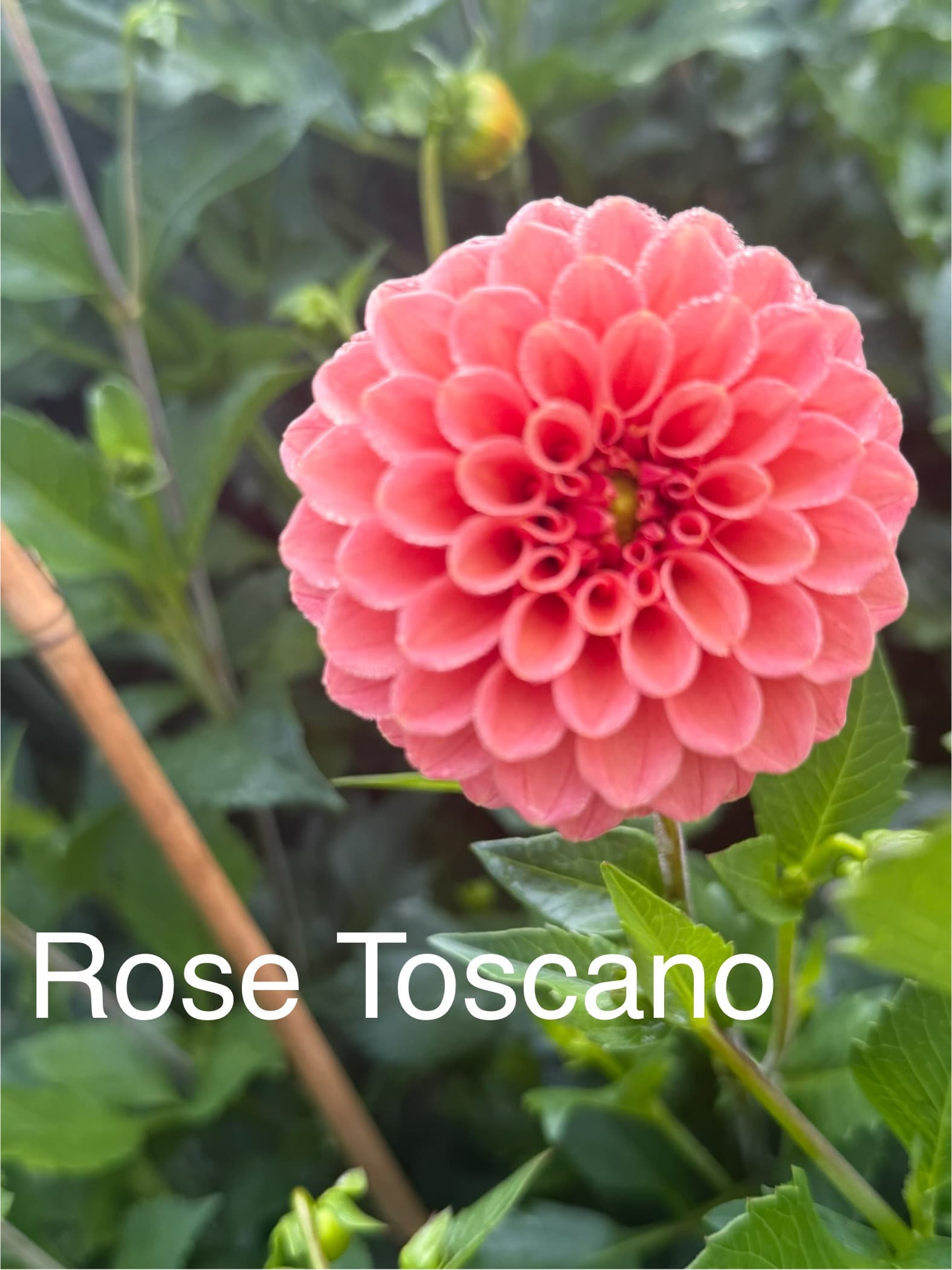 Rose Toscano dahlia