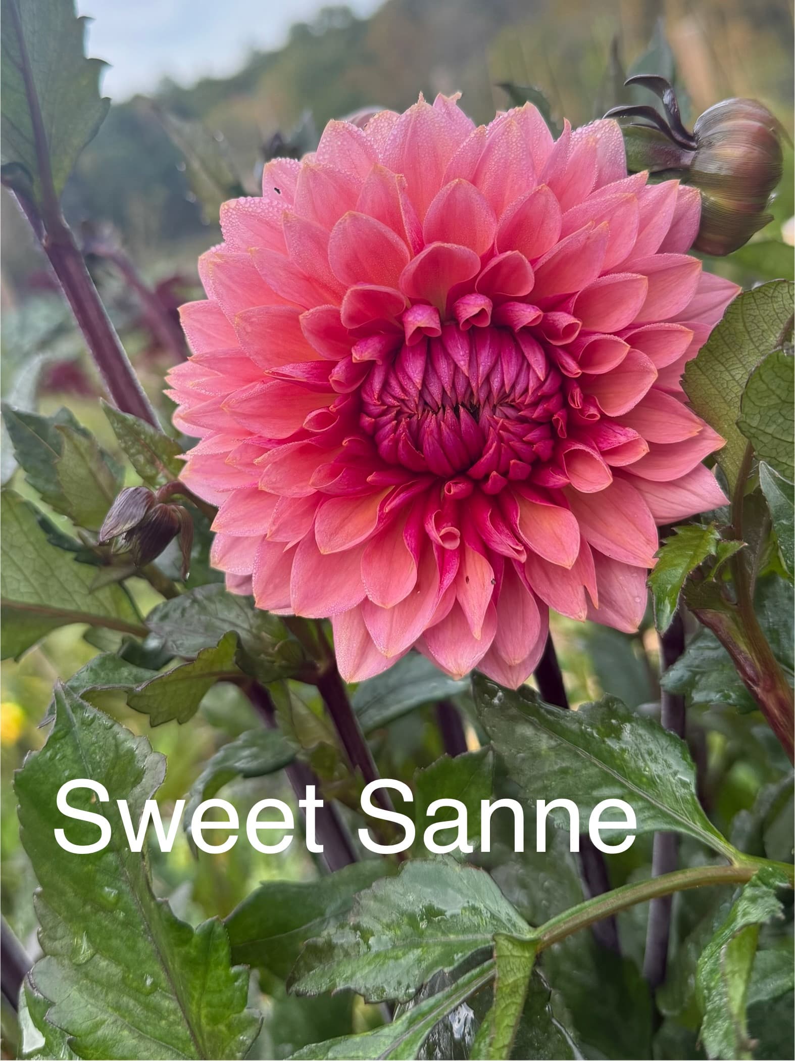 Sweet Sanne dahlia