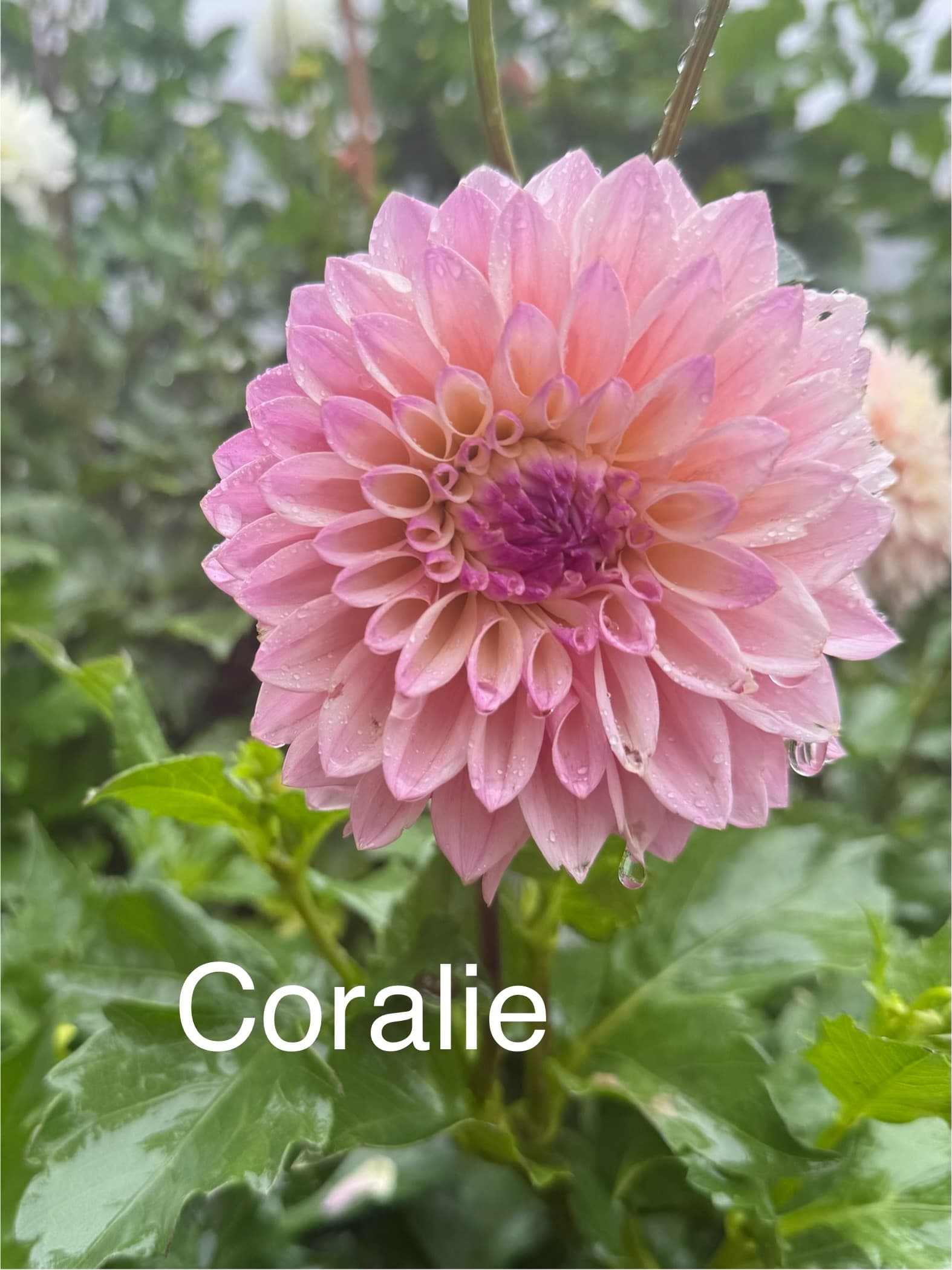 Coralie dahlia