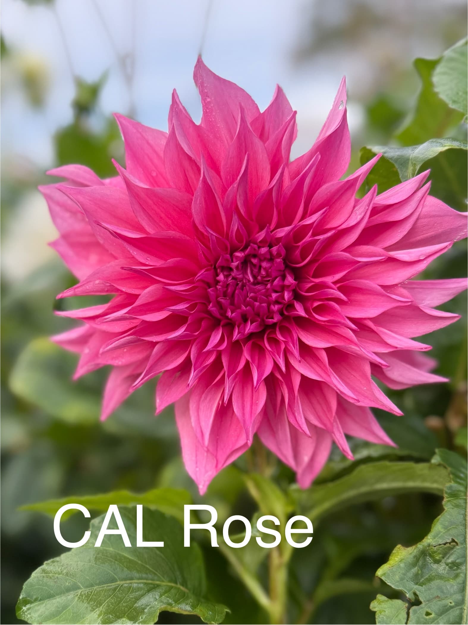 Cafe au Lait Rose dahlia