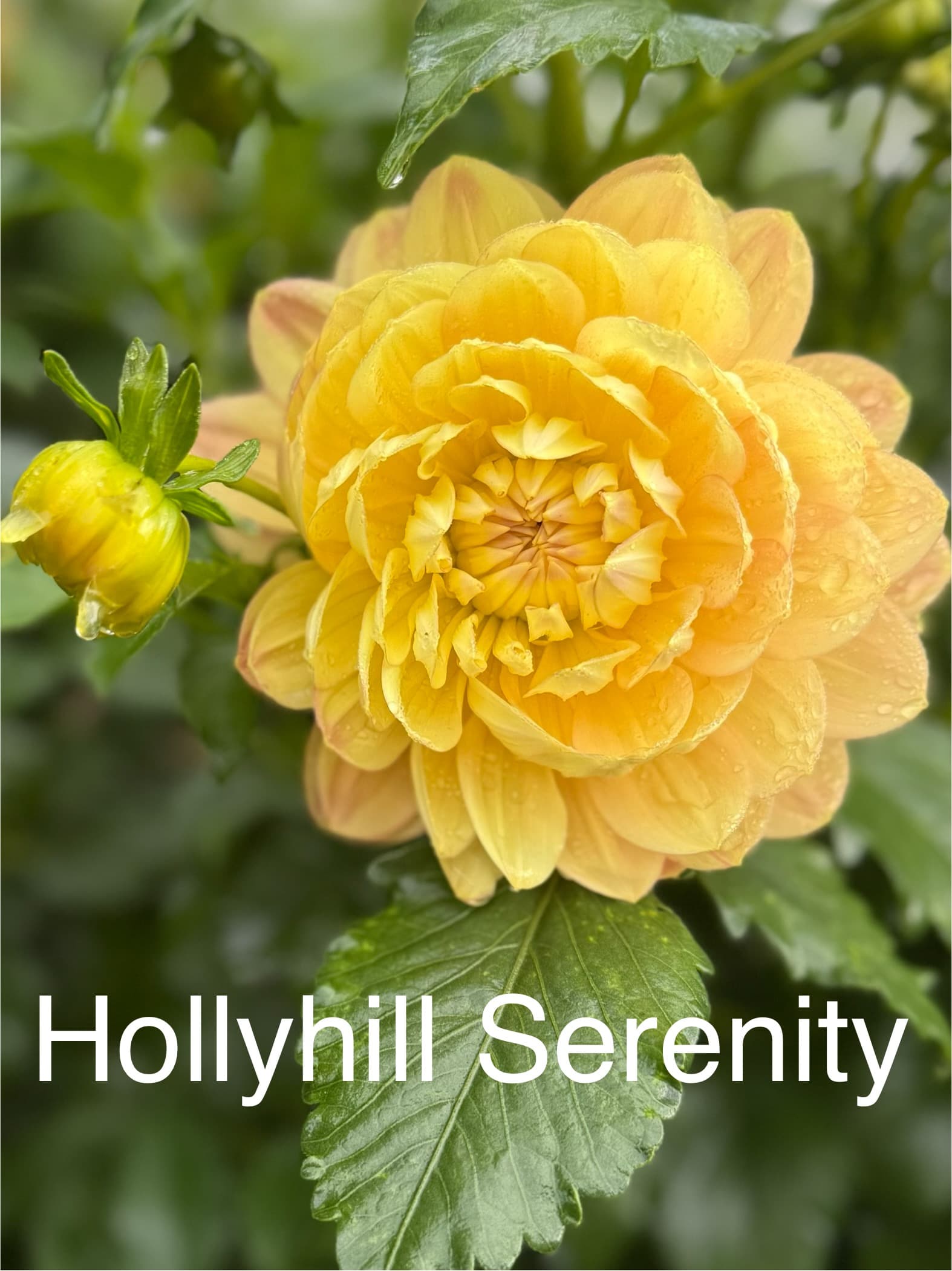 HH Serenity dahlia
