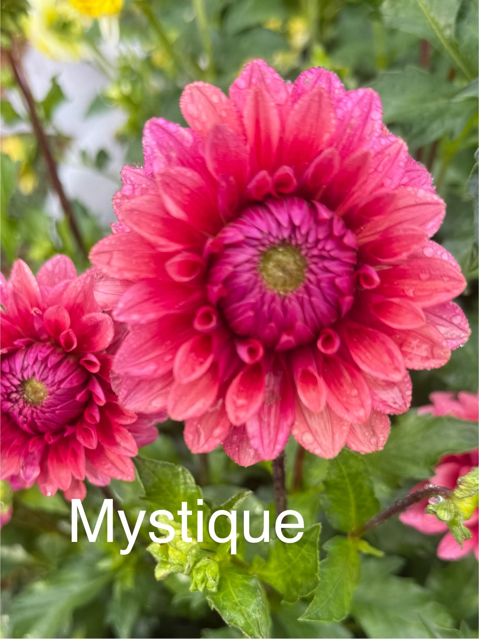 Mystique dahlia