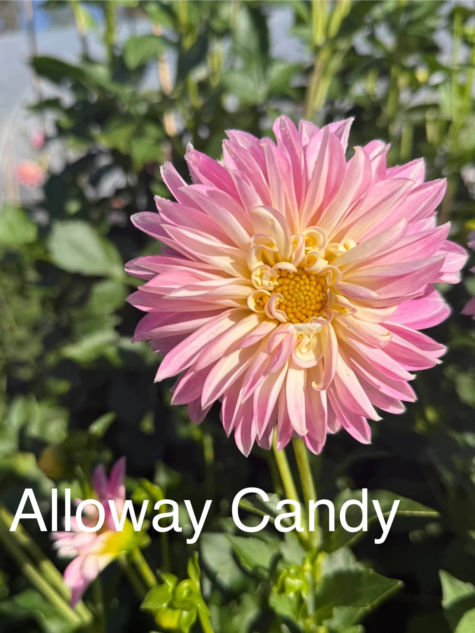 Alloway's Candy dahlia