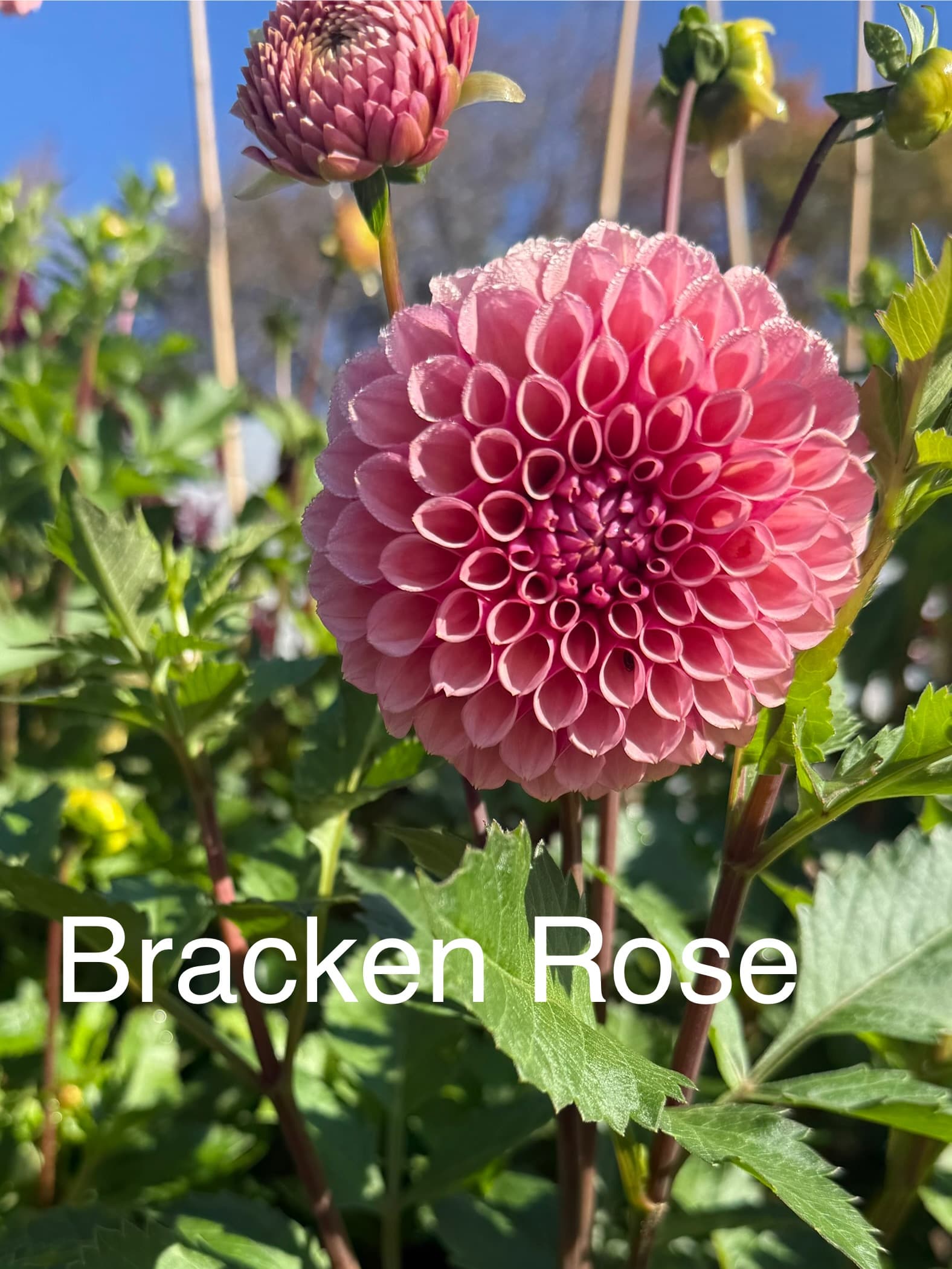 Bracken Rose dahlia