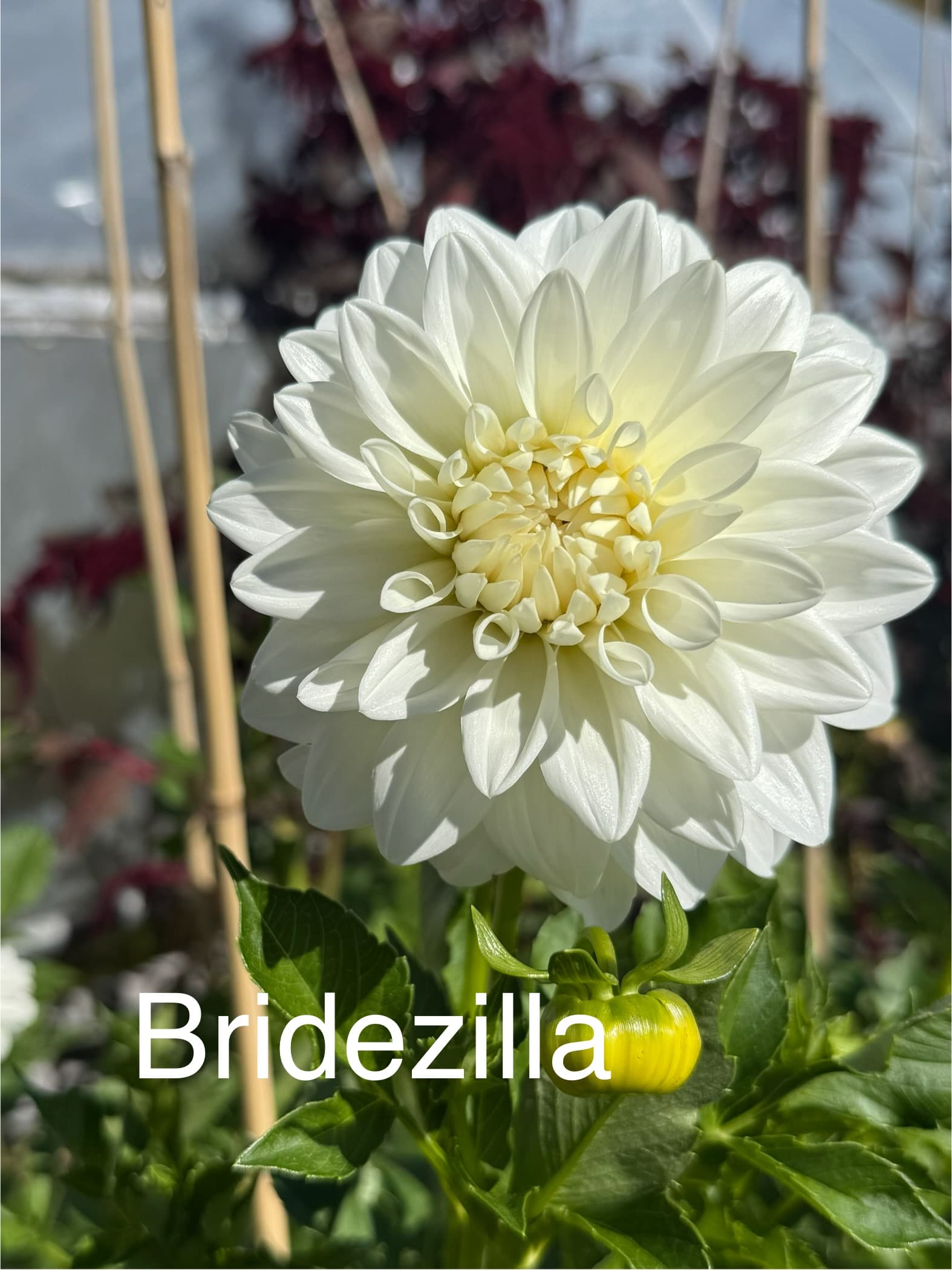 Bridezilla dahlia