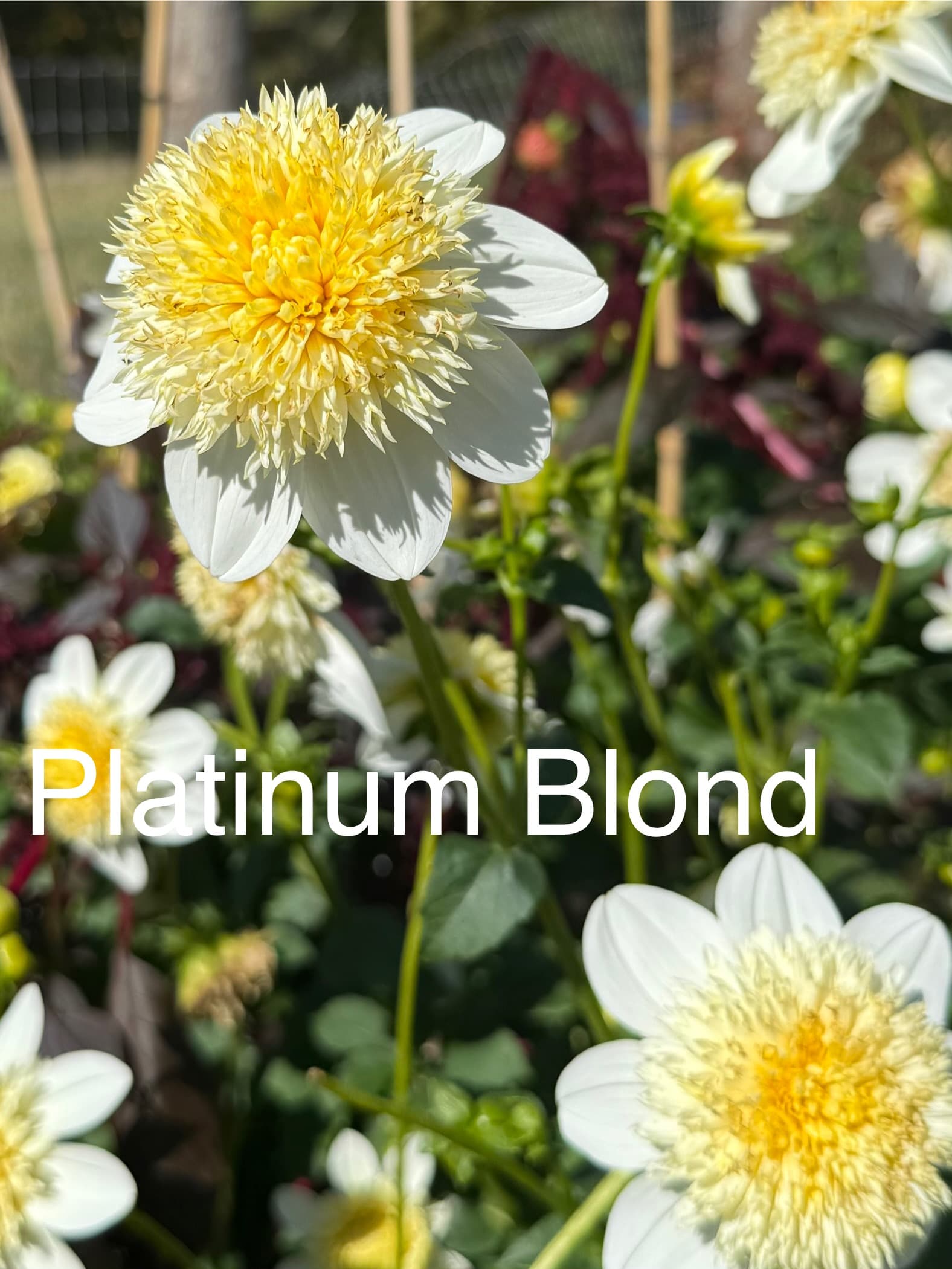 Platinum Blonde dahlia