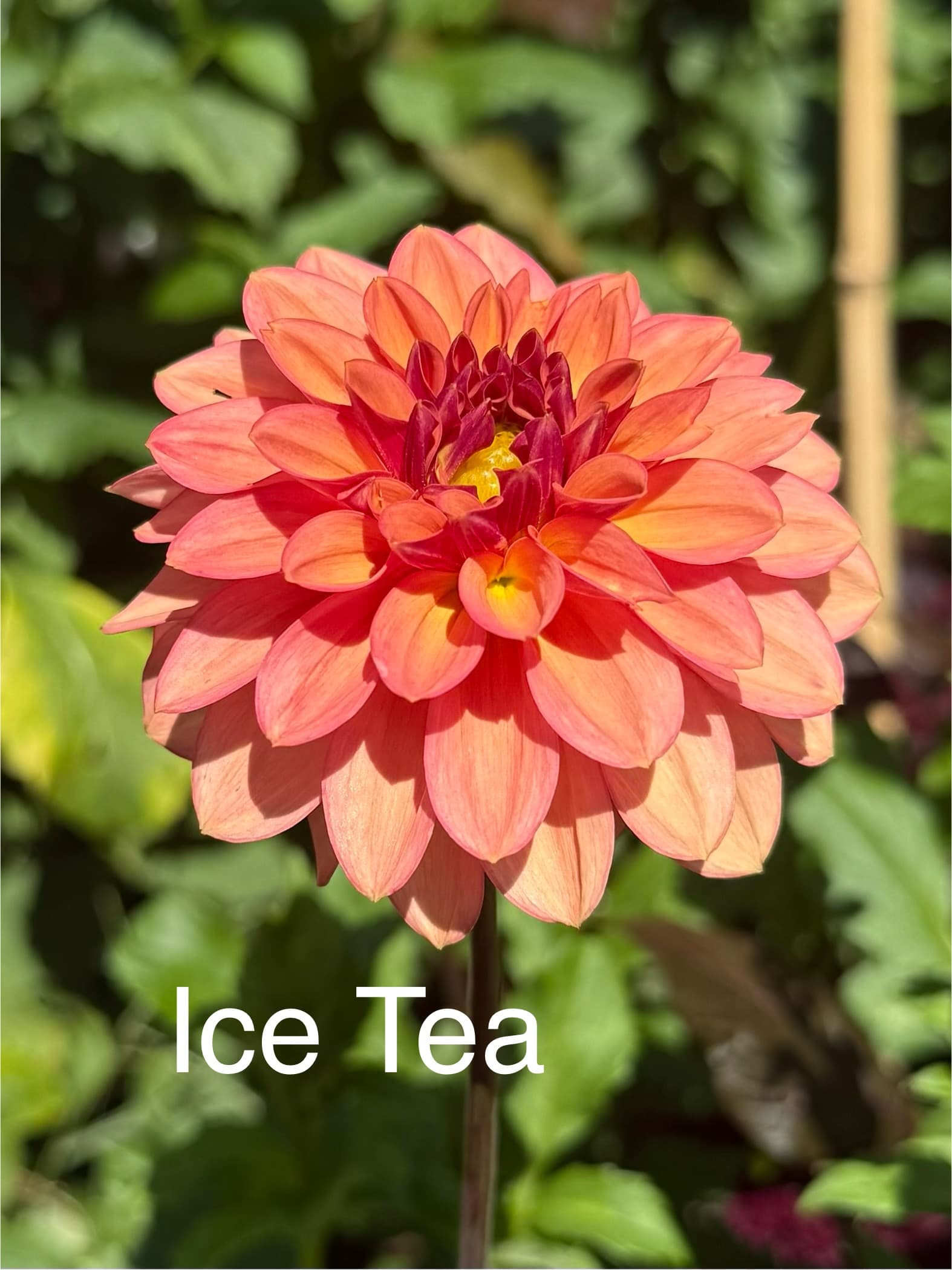 Ice Tea dahlia