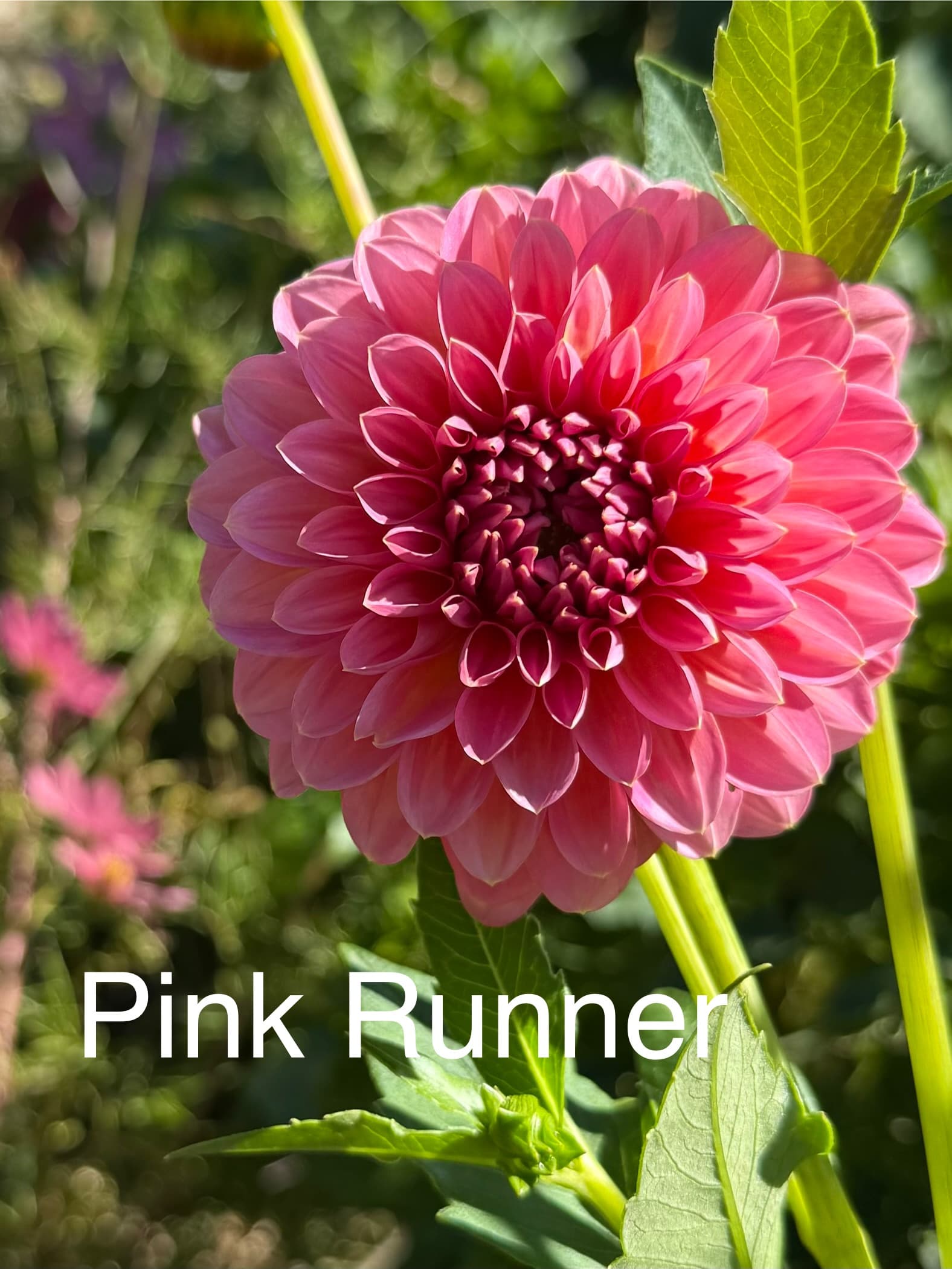 Pink Runner dahlia
