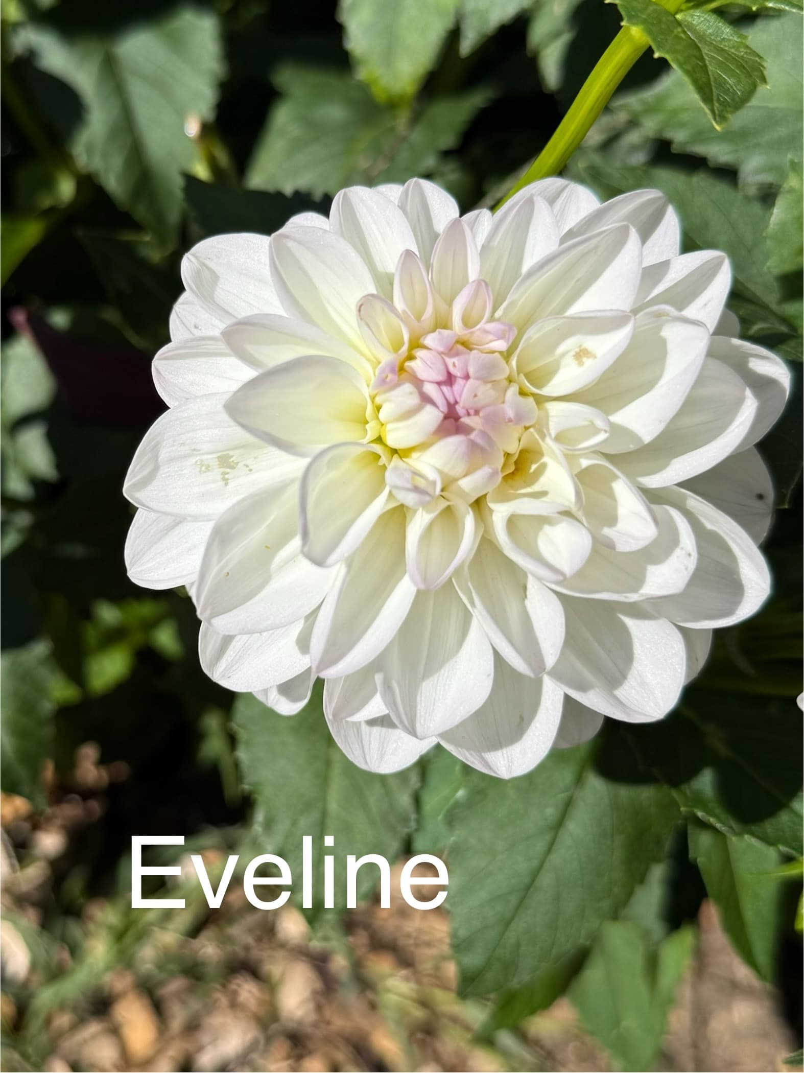Eveline dahlia