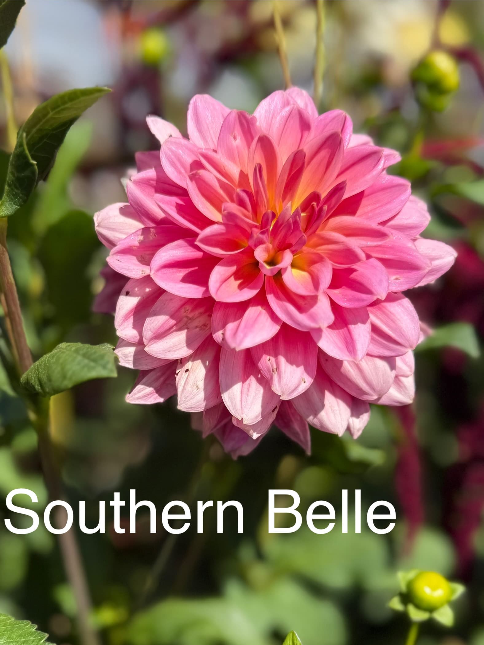 Southern Belle dahlia