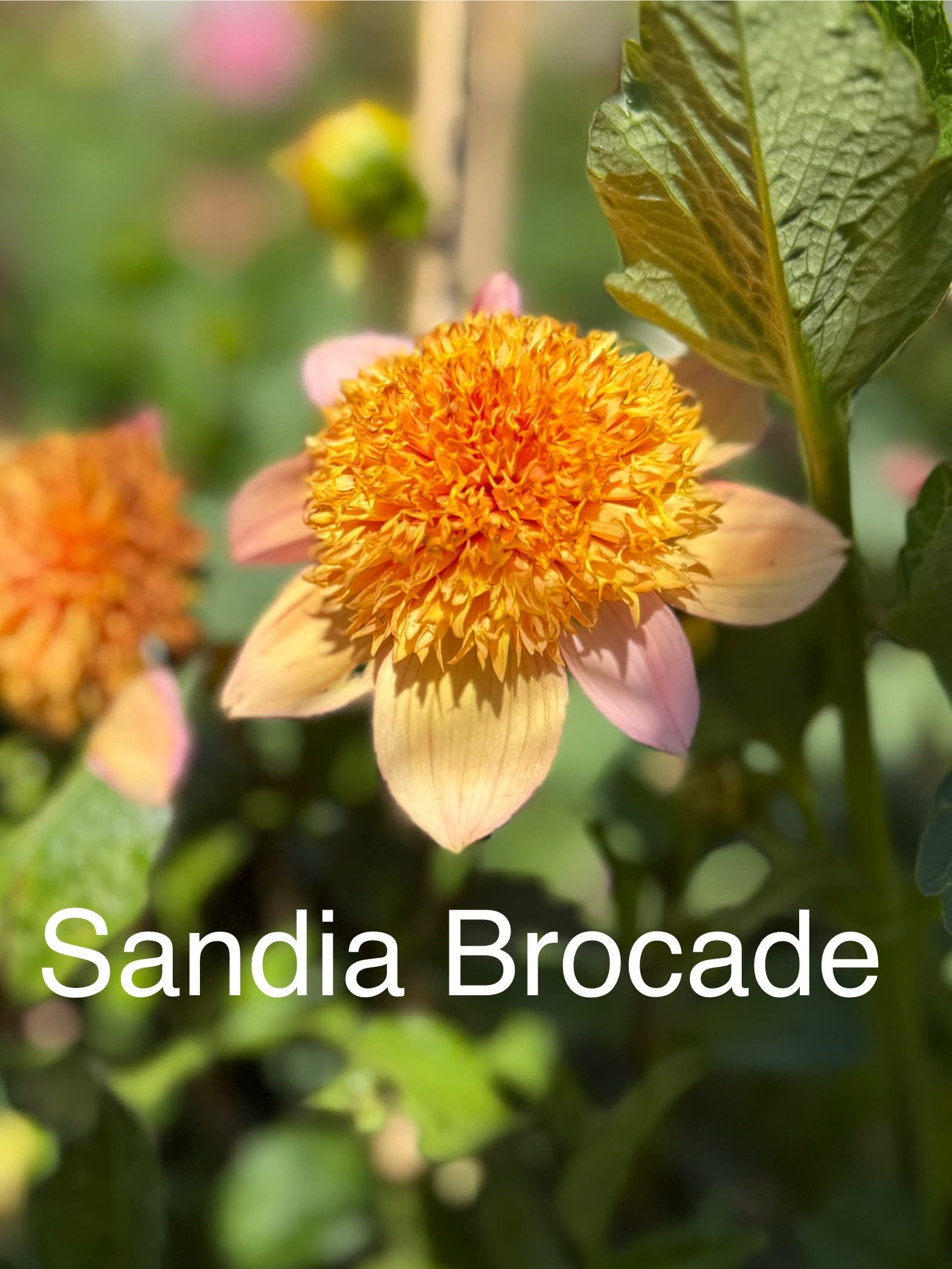 Sandia Brocade dahlia