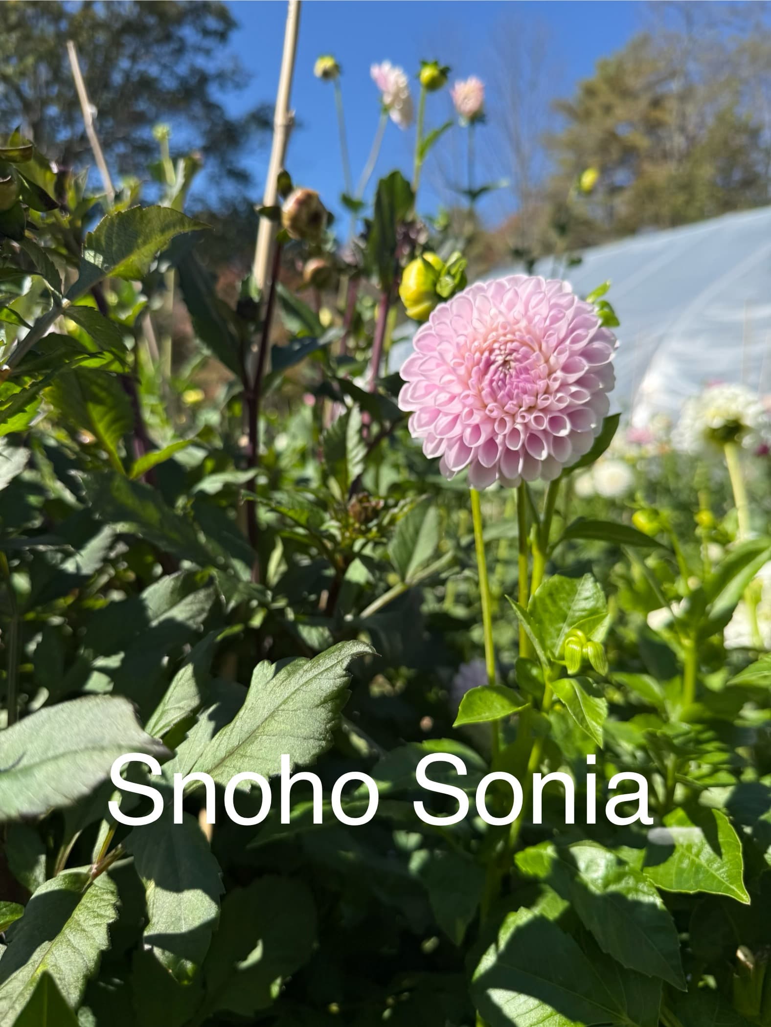 Snoho Sonia dahlia