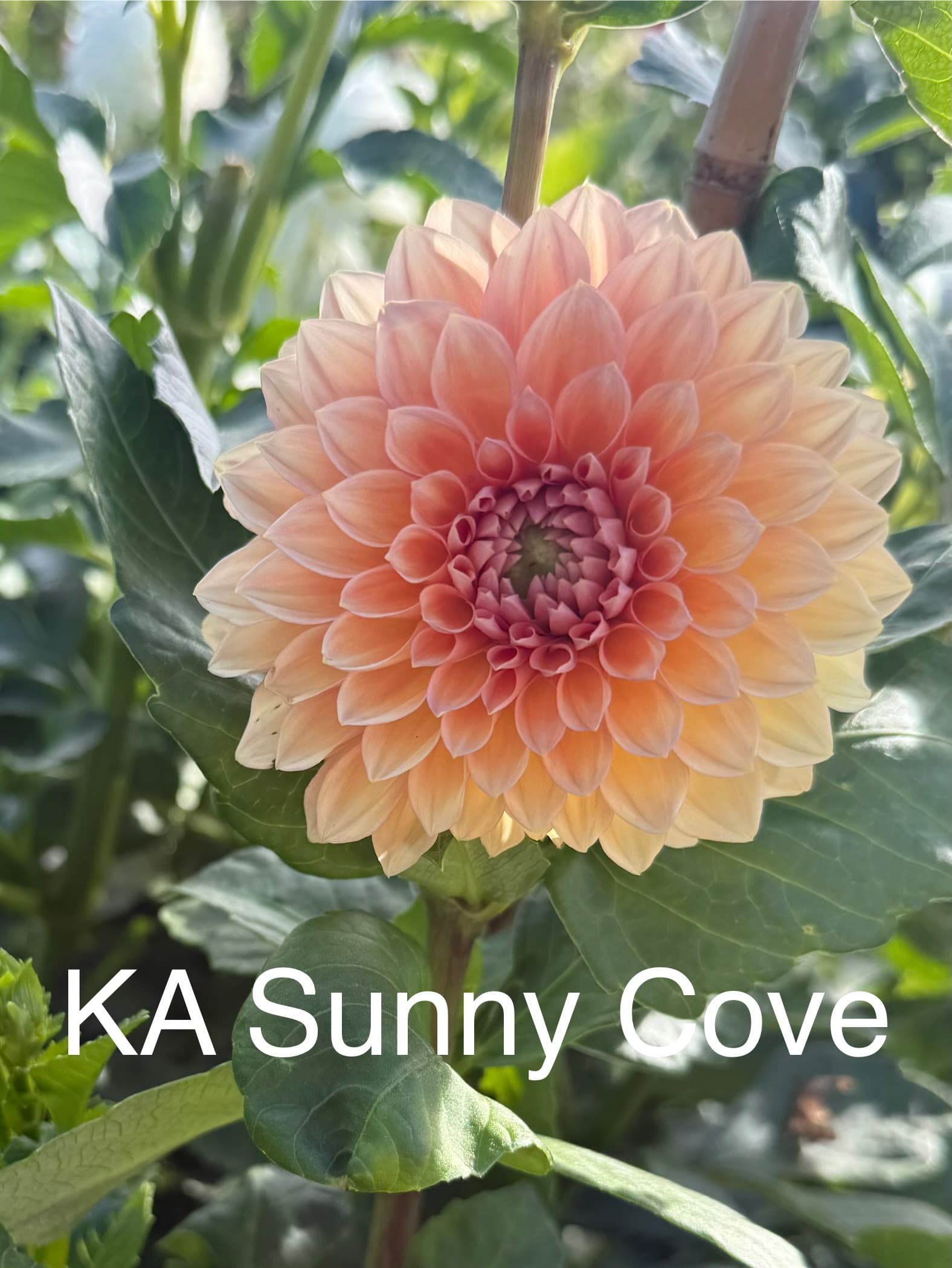 KA's® Sunny Cove dahlia