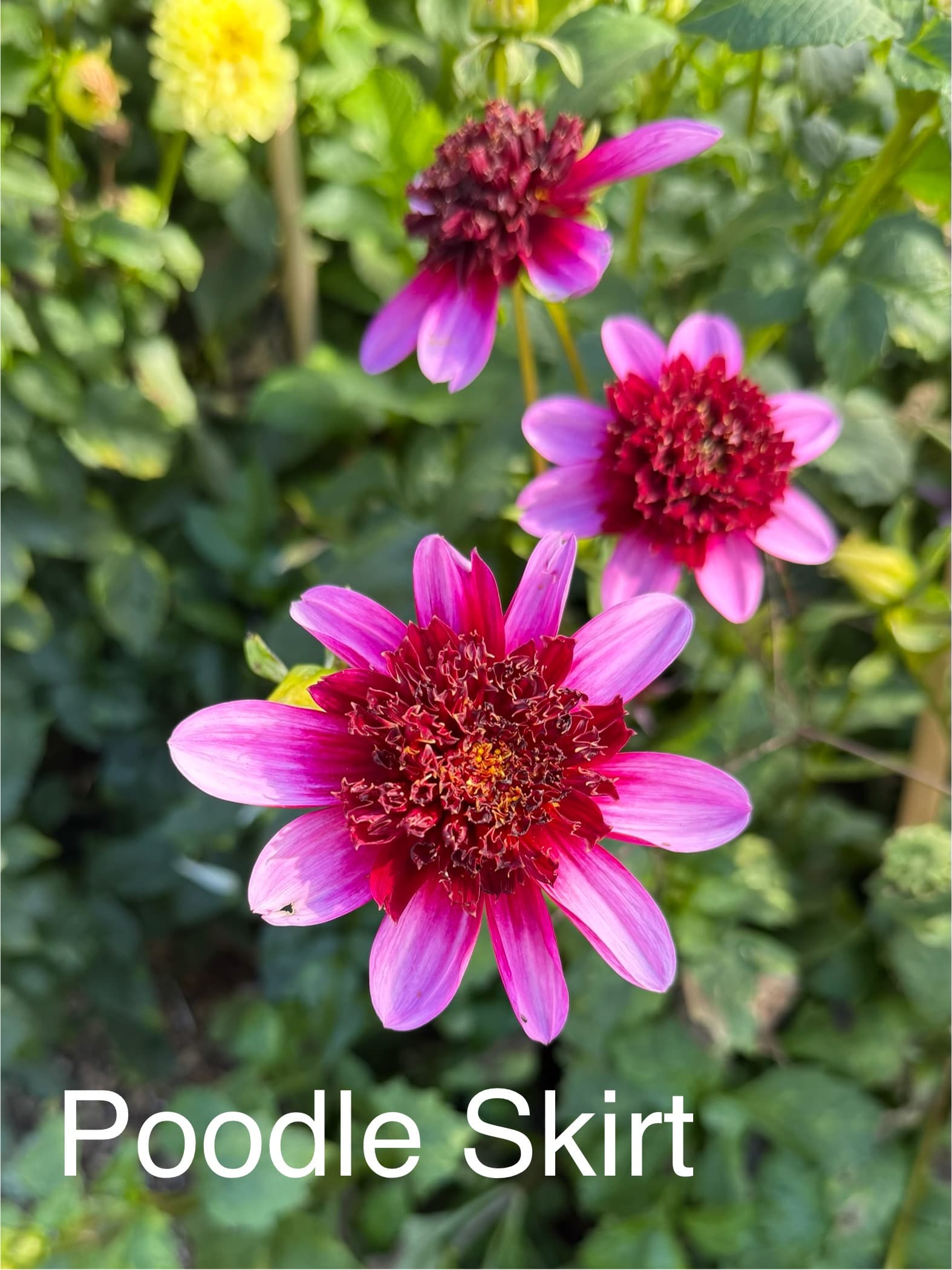 Poodle Skirt dahlia