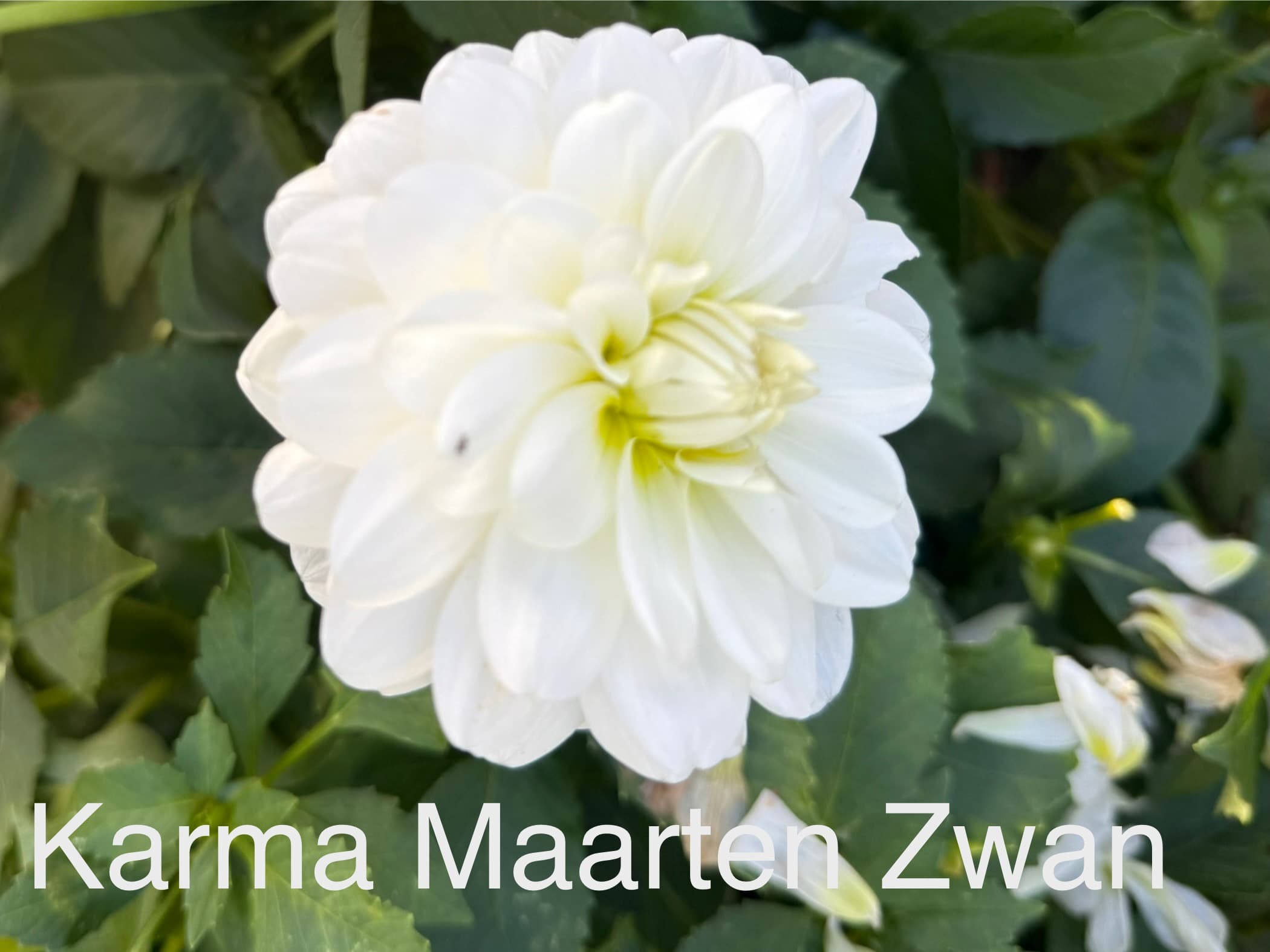Karma Maarten Zwaan dahlia