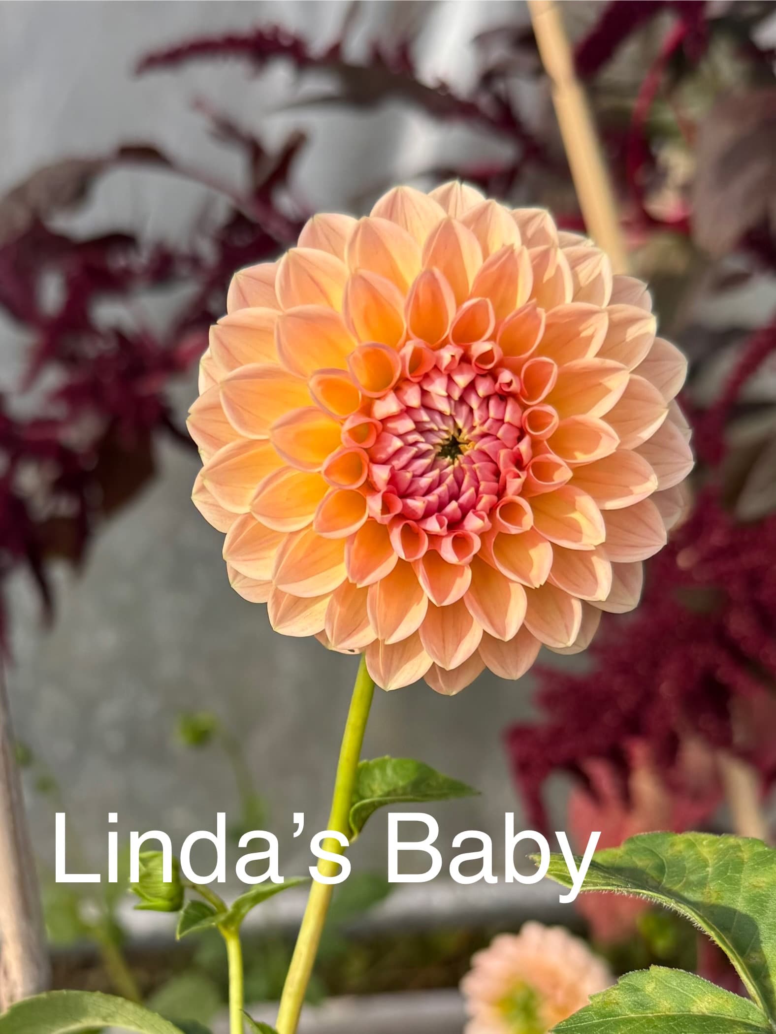 Linda’s Baby dahlia