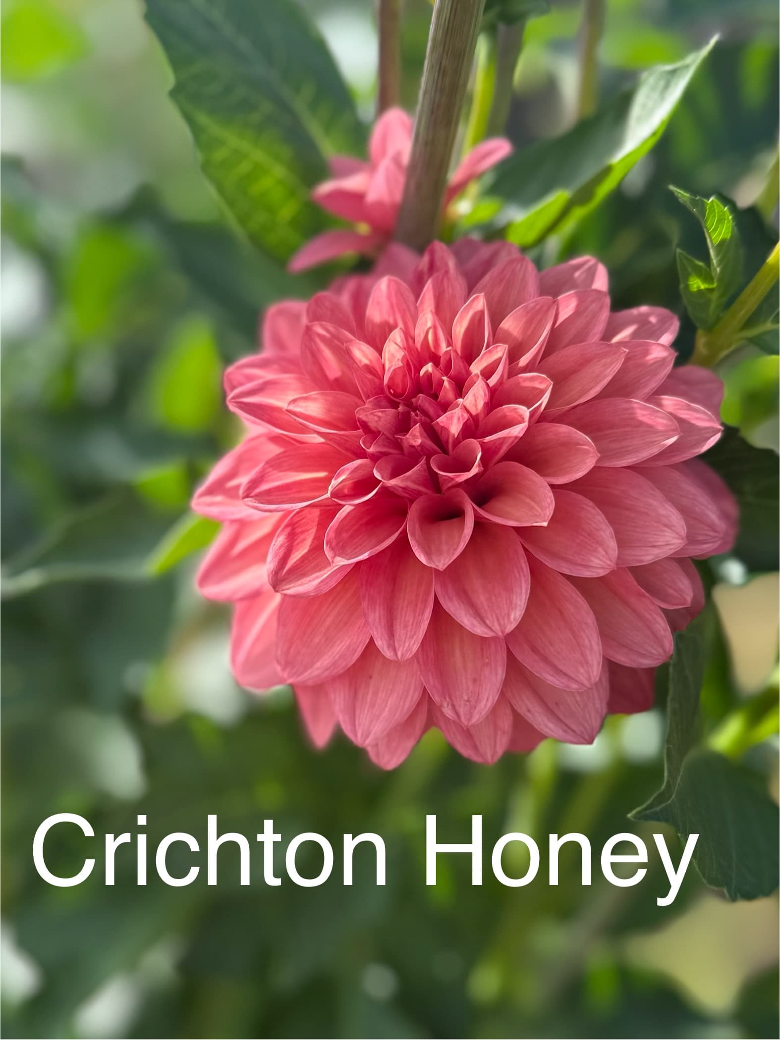 Crichton Honey dahlia
